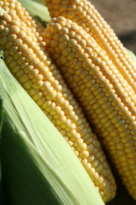 Picture of Sweet Corn Earlibird F1